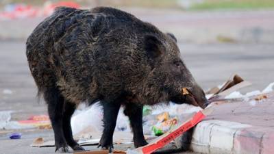 Кабаны оккупировали Хадеру, в городе готовят чрезвычайный план - vesty.co.il