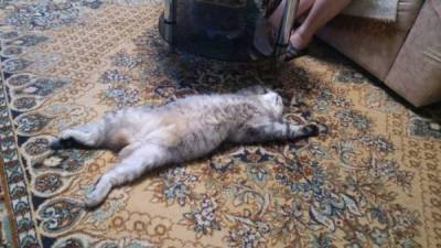 Ну если так можно Попрошайка Голодный обморок Когда мизинчиком ударился... Попытка страхового мошенничества попала на камеру При смерти Наши питомцы. Кот-симулянт - skuke.net - Интересно