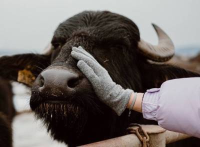 Крупнейшая украинская ферма планирует внести буйвола в национальный реестр - agroportal.ua