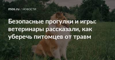 Безопасные прогулки и игры: ветеринары рассказали, как уберечь питомцев от травм - mos.ru - Москва