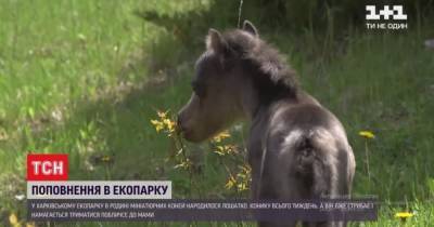 В экопарке Харькова пополнение: родился миниатюрный жеребенок - tsn.ua - Харьков