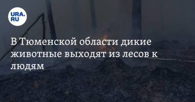 В Тюменской области дикие животные выходят из лесов к людям. Видео - ura.news - Тюменская обл. - район Тюменский