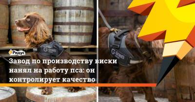 Завод по производству виски нанял на работу пса: он контролирует качество - ridus.ru - Англия - Шотландия