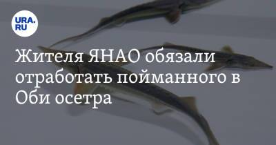 Жителя ЯНАО обязали отработать пойманного в Оби осетра - ura.news - окр. Янао