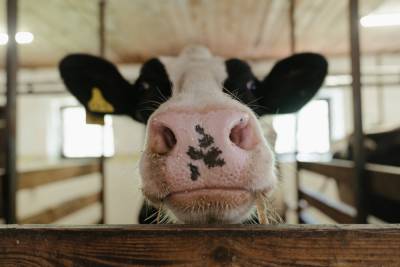 Томский суд приговорил к реальным срокам новосибирцев, воровавших скот - tv2.today - Новосибирск - Новосибирская обл. - Томск - Томская обл.