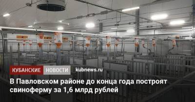 В Павловском районе до конца года построят свиноферму за 1,6 млрд рублей - kubnews.ru - Краснодарский край