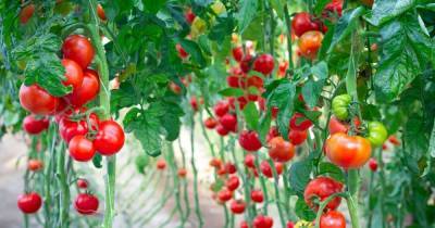 Отредактированные помидоры. Ученые выяснили, как можно ускорить созревание овощей - focus.ua