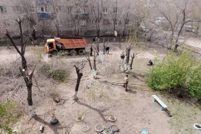 Мэрия Читы: Вырубка деревьев во дворе дома на проспекте Советов,14 — инициатива граждан - chita.ru - Чита