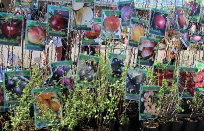 Дачников приглашают на ярмарку товаров для сада и огорода - tv2.today - Новосибирск - Томск