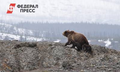 На Ямале перепишут бурых медведей - fedpress.ru
