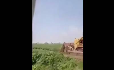 Хокимият возместит ущерб дехканам, у которых бульдозеры уничтожили поле с клубникой. Земля была изъята в пользу государства - podrobno.uz - Узбекистан - Ташкент - Ташкентская обл. - район Кибрайский