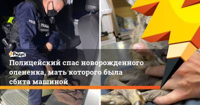 Полицейский спас новорожденного олененка, мать которого была сбита машиной - ridus.ru