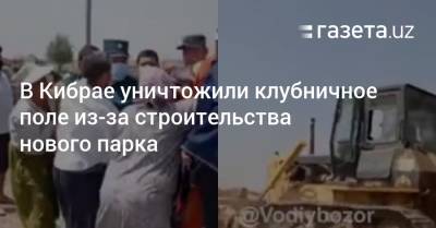 В Кибрае уничтожили клубничное поле из-за строительства нового парка - gazeta.uz - Узбекистан - Ташкентская обл. - район Кибрайский