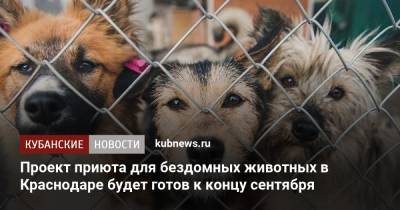 Проект приюта для бездомных животных в Краснодаре будет готов к концу сентября - kubnews.ru - Краснодарский край - Краснодар