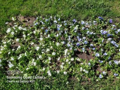 Охота на рассаду: в Тихвине начали выкапывать цветы из городских клумб - ivbg.ru - Ленобласть