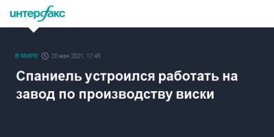 Спаниель устроился работать на завод по производству виски - interfax.ru - Москва - Шотландия