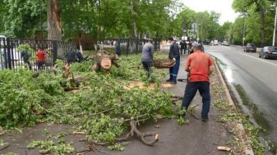 В Пензе старые деревья не выдержали ночного разгула стихии - penzainform.ru - Пенза
