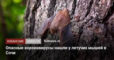 Опасные коронавирусы нашли у летучих мышей в Сочи - kubnews.ru - Сочи - Краснодарский край - Адлер