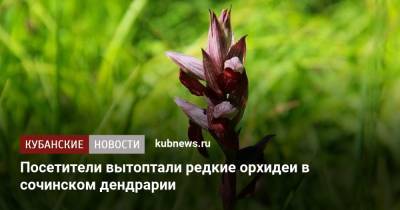 Посетители вытоптали редкие орхидеи в сочинском дендрарии - kubnews.ru - Сочи - Краснодарский край