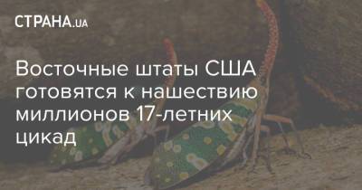 Восточные штаты США готовятся к нашествию миллионов 17-летних цикад - strana.ua - шт.Северная Каролина - штат Вирджиния
