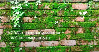 Облагораживаем участок — избавляемся от мха - skuke.net