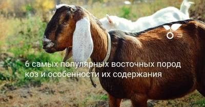 6 самых популярных восточных пород коз и особенности их содержания - skuke.net - Индия - Таджикистан - Саудовская Аравия - Афганистан - Пакистан