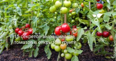 15 секретов выращивания томатов в открытом грунте - skuke.net