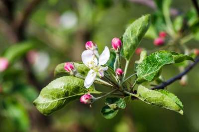 Почему не цветет яблоня – 4 главные причины отсутствия урожая - skuke.net