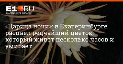 «Царица ночи»: в Екатеринбурге расцвел редчайший цветок, который живет несколько часов и умирает - e1.ru - Екатеринбург