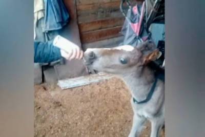 Жители села в Бурятии спасли жеребенка-сироту - ulan.mk.ru - Улан-Удэ - респ.Бурятия - район Тункинский