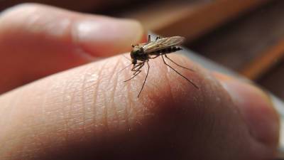 Вадим Марьинский - Биолог рассказал, как комары выбирают своих жертв - gazeta.ru