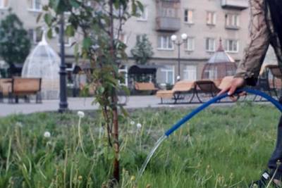 В Кургане организован полив деревьев - kikonline.ru - Курган