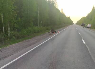 В Корткеросском районе под колеса авто попал лось, пострадали три человека - komiinform.ru - респ. Коми - Сыктывкар - Печорск