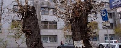 В Чите погибли тополя, которые просверлили в прошлом году - runews24.ru - Чита