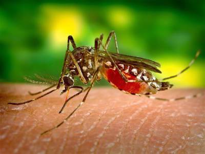 Вадим Марьинский - Биолог Марьинский развеял миф о том, что комары кусают людей с определенной группой крови - rosbalt.ru