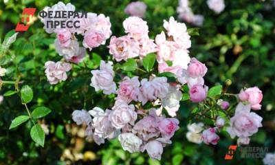 Плату за вход в Ботанический сад Екатеринбурга отменили из-за бюрократии - fedpress.ru - Екатеринбург