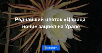 Редчайший цветок «Царица ночи» зацвёл на Урале - news.mail.ru - Уральск