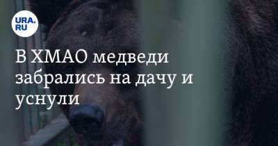 В ХМАО медведи забрались на дачу и уснули - ura.news - Югра - Нижневартовск - район Октябрьский