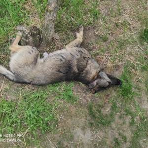 В Запорожской области произошло массовое отравление бездомных собак. Фото - reporter-ua.com - Запорожская обл.