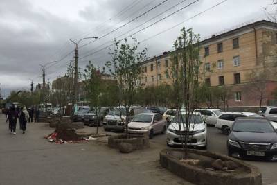 Рябины, не требующие обрезки, высадили у художественного салона на Ленина в Чите - chita.ru - Новосибирск - Чита