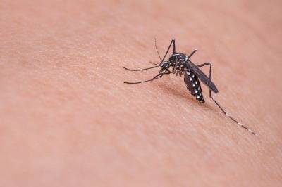 Вадим Марьинский - Биолог рассказал, по какому принципу комары выбирают своих жертв - gazeta.a42.ru - Экология