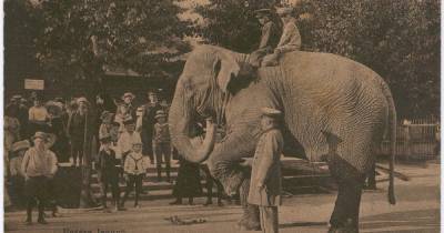 8 фактов из истории Калининградского зоопарка, о которых вы не знали или успели забыть - klops.ru - Калининград