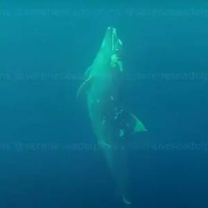 В Крыму на дне Черного моря нашли дельфинов с привязанными к хвостам камнями. Видео - reporter-ua.com - Крым - Черное Море