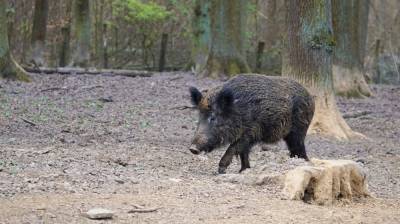 Александр Гусев - В районе Воронежской области на месяц ввели карантин по АЧС - vestivrn.ru - Воронежская обл.