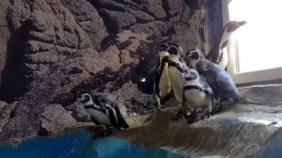 В зоопарке Скопье впервые появились пингвины – родом из России - newdaynews.ru - Македония - Северной