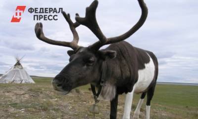 В ямальской тундре из-за голода в зону риска попали 65 тысяч оленей - fedpress.ru - Салехард