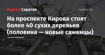 На проспекте Кирова стоят более 40 сухих деревьев (половина — новые саженцы) - nversia.ru