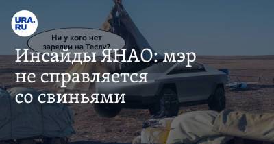Илон Маск - Инсайды ЯНАО: мэр не справляется со свиньями - ura.news - окр. Янао