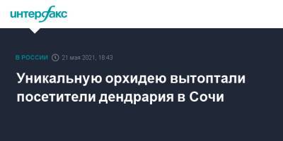 Уникальную орхидею вытоптали посетители дендрария в Сочи - interfax.ru - Москва - Сочи