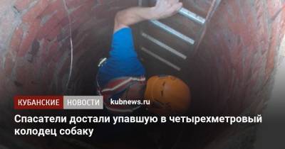 Алексей Одеров - Спасатели достали упавшую в четырехметровый колодец собаку - kubnews.ru - Краснодарский край - Новороссийск